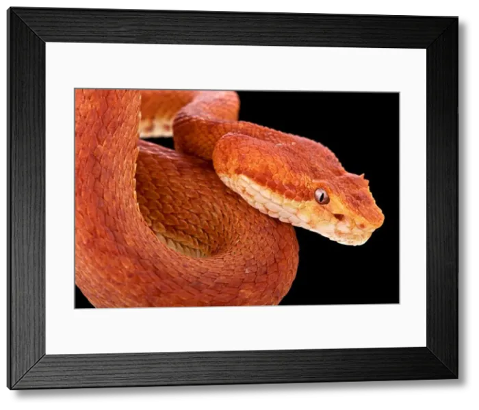 Framed Print : Eyelash viper (Bothriechis schlegelii) Framed Print : Eyelash viper (Bothriechis schlegelii)