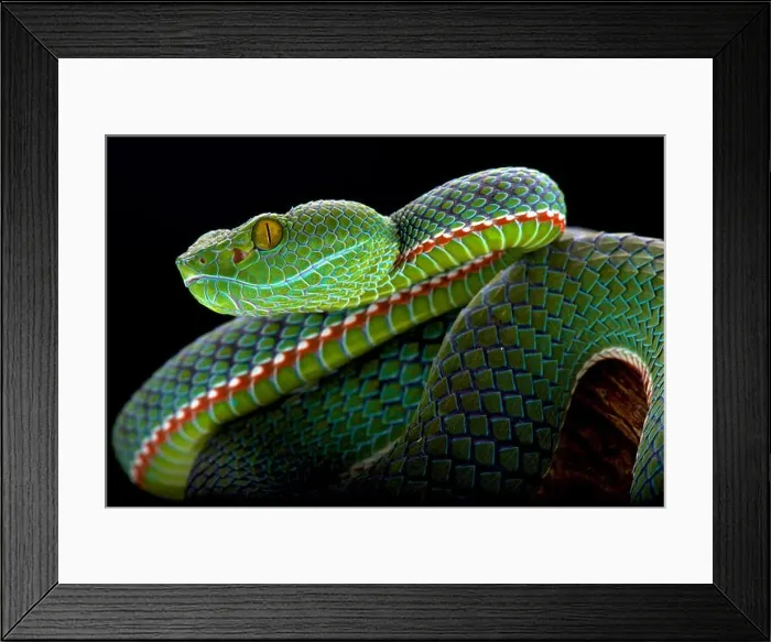 Framed Print : Siamese Peninsula Pitviper (Popeia fucata) Framed Print : Siamese Peninsula Pitviper (Popeia fucata)