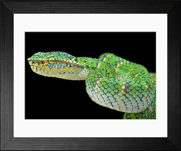 Framed Print : Temple viper (Tropidolaemus wagleri lowland') Framed Print : Temple viper (Tropidolaemus wagleri lowland')