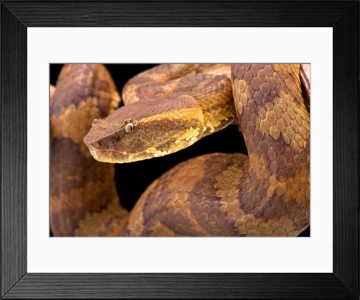 Framed Print : Bornean pit viper (Trimeresurus borneensis ) Framed Print : Bornean pit viper (Trimeresurus borneensis )