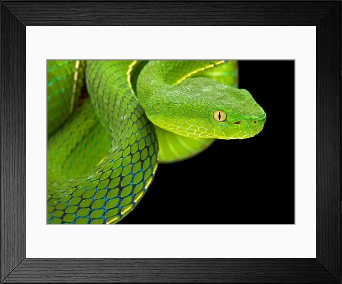 Framed Print : Gumprecht's green pitviper (Trimeresurus gumprechti ) Framed Print : Gumprecht's green pitviper (Trimeresurus gumprechti )