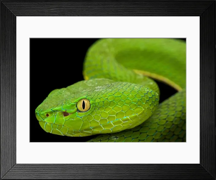 Framed Print : Gumprecht's green pitviper (Trimeresurus gumprechti ) Framed Print : Gumprecht's green pitviper (Trimeresurus gumprechti )