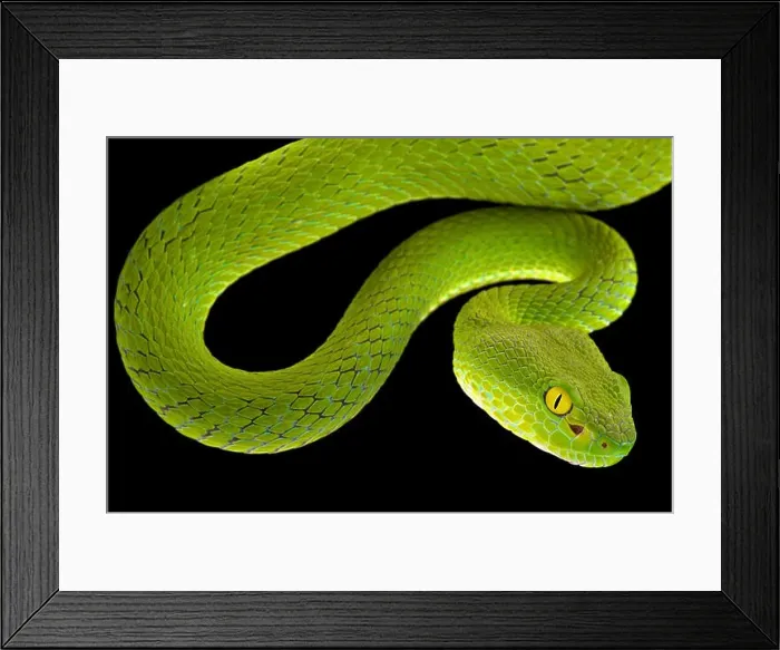 Framed Print : Large-eyed pitviper (Trimeresurus macrops) Framed Print : Large-eyed pitviper (Trimeresurus macrops)