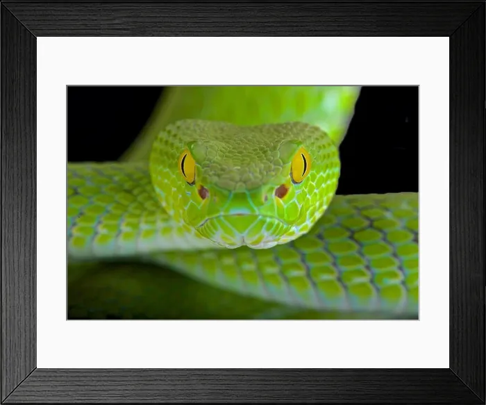 Framed Print : Large-eyed pitviper (Trimeresurus macrops)