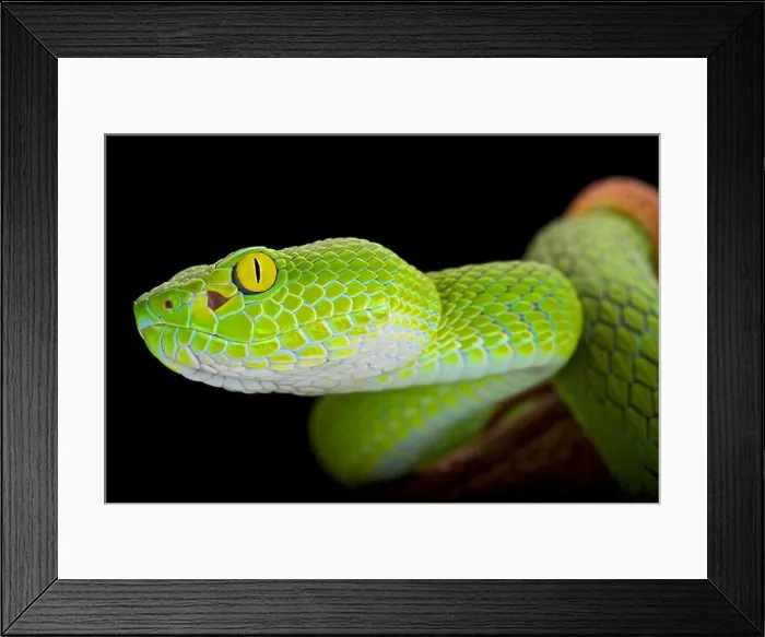 Framed Print : Large-eyed pitviper (Trimeresurus macrops) Framed Print : Large-eyed pitviper (Trimeresurus macrops)