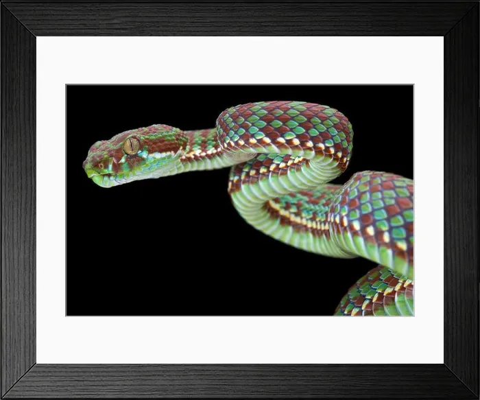 Framed Print : tiger pit viper (Trimeresurus venustus) Framed Print : tiger pit viper (Trimeresurus venustus)