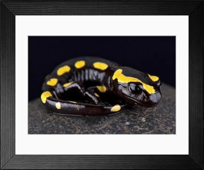 Framed Print : fire salamander (Salamandra salamandra) Framed Print : fire salamander (Salamandra salamandra)