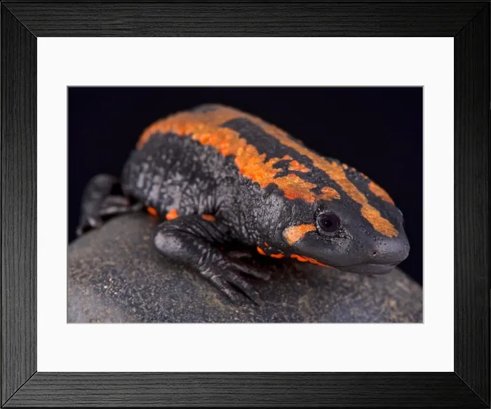 Framed Print : Laos warty newt (Laotriton laoensis) Framed Print : Laos warty newt (Laotriton laoensis)