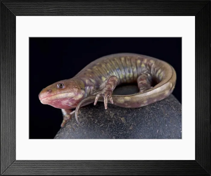 Framed Print : Gray barred tiger salamander, Ambystoma mavortium diaboli Framed Print : Gray barred tiger salamander, Ambystoma mavortium diaboli