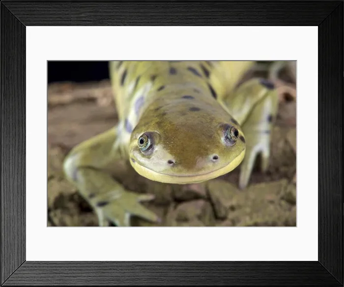 Framed Print : Western tiger salamander (Ambystoma mavortium) Framed Print : Western tiger salamander (Ambystoma mavortium)