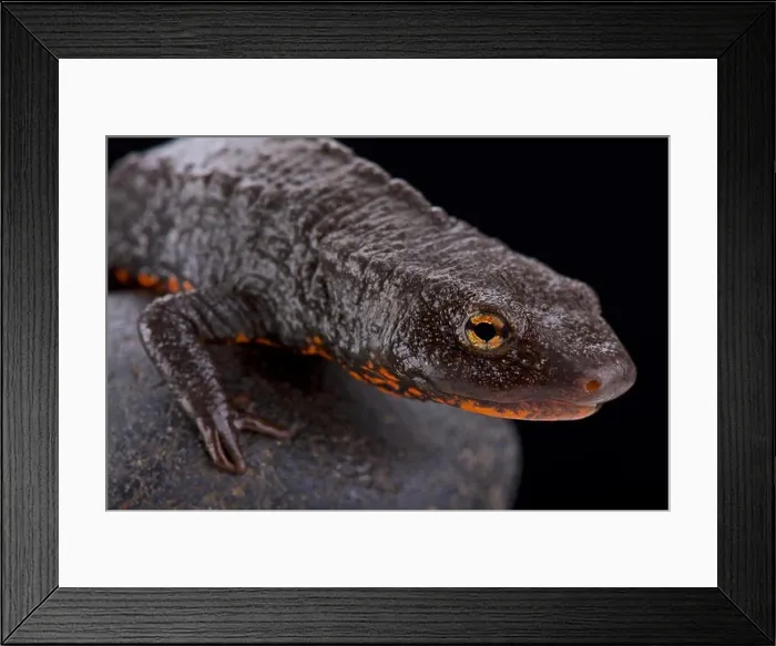 Framed Print : Tam Dao salamander (Paramesotriton deloustali) Framed Print : Tam Dao salamander (Paramesotriton deloustali)