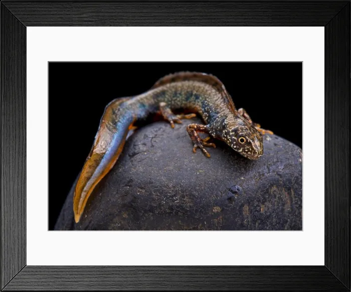 Framed Print : Danube newt (Triturus dobrogicus)