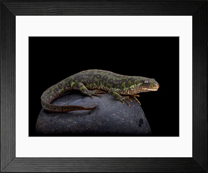 Framed Print : Pygmy marbled newt (Triturus pygmaeus) Framed Print : Pygmy marbled newt (Triturus pygmaeus)