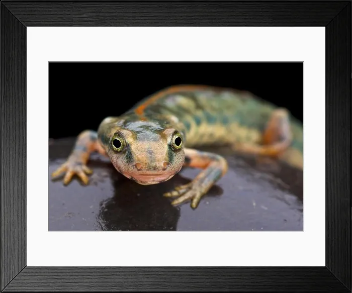 Framed Print : Sardinian mountain newt (Euproctus platycephalus) Framed Print : Sardinian mountain newt (Euproctus platycephalus)