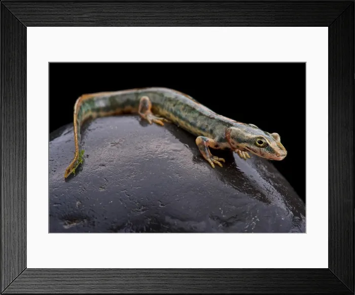 Framed Print : Sardinian mountain newt (Euproctus platycephalus) Framed Print : Sardinian mountain newt (Euproctus platycephalus)
