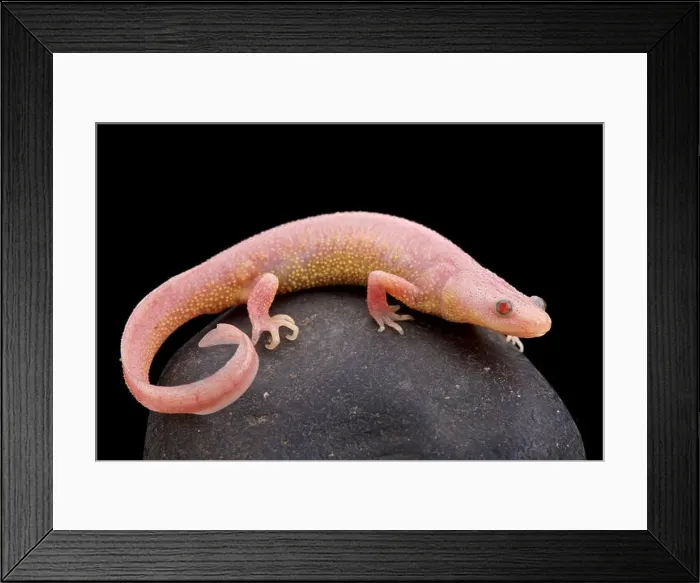 Framed Print : Albino Ribbed newt (Pleurodeles waltl ) Framed Print : Albino Ribbed newt (Pleurodeles waltl )