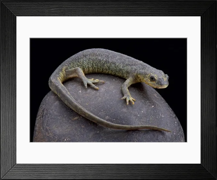 Framed Print : Algerian ribbed newt (Pleurodeles nebulosus) Framed Print : Algerian ribbed newt (Pleurodeles nebulosus)