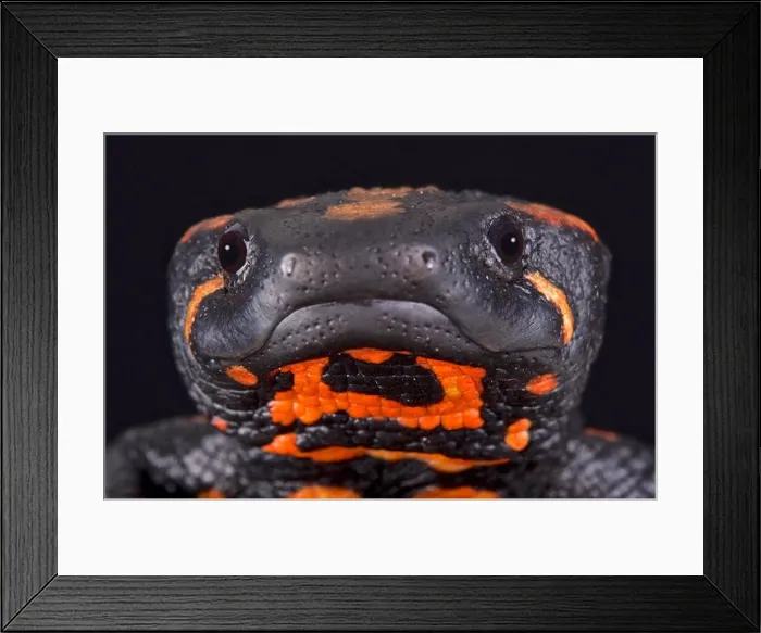Framed Print : Laos warty newt (Laotriton laoensis) Framed Print : Laos warty newt (Laotriton laoensis)