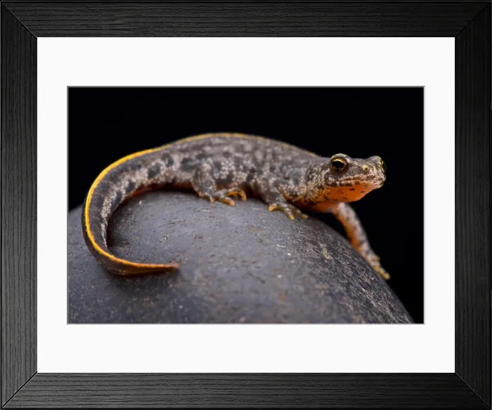 Framed Print : Buresch's crested newt (Triturus ivanbureschi) Framed Print : Buresch's crested newt (Triturus ivanbureschi)