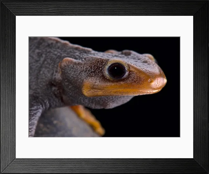 Framed Print : Himalayan newt (Tylototriton verrucosus) Framed Print : Himalayan newt (Tylototriton verrucosus)