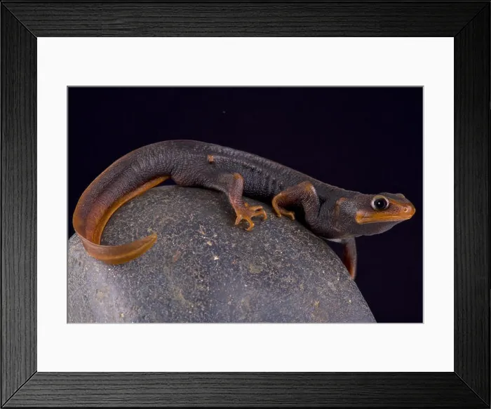 Framed Print : Himalayan newt (Tylototriton verrucosus) Framed Print : Himalayan newt (Tylototriton verrucosus)