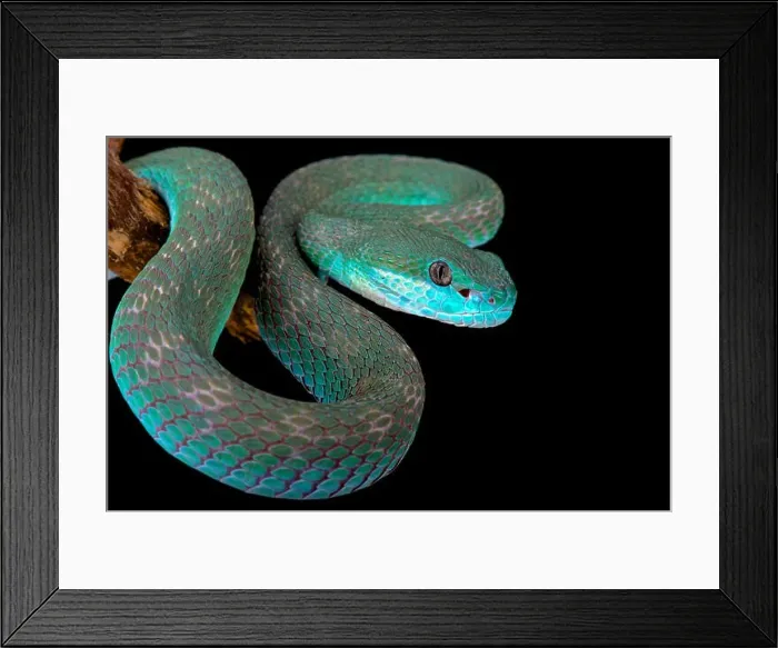 Framed Print : White-lipped island pitviper (Trimeresurus albolabris insularis) Framed Print : White-lipped island pitviper (Trimeresurus albolabris insularis)