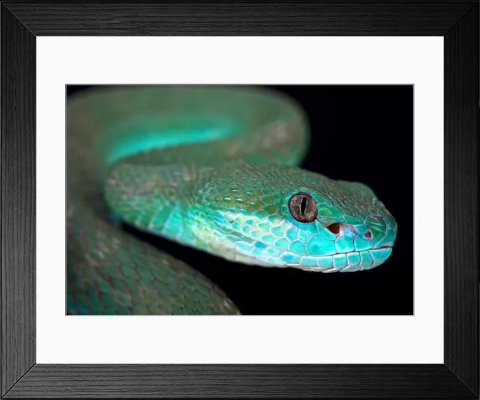Framed Print : White-lipped island pitviper (Trimeresurus albolabris insularis) Framed Print : White-lipped island pitviper (Trimeresurus albolabris insularis)
