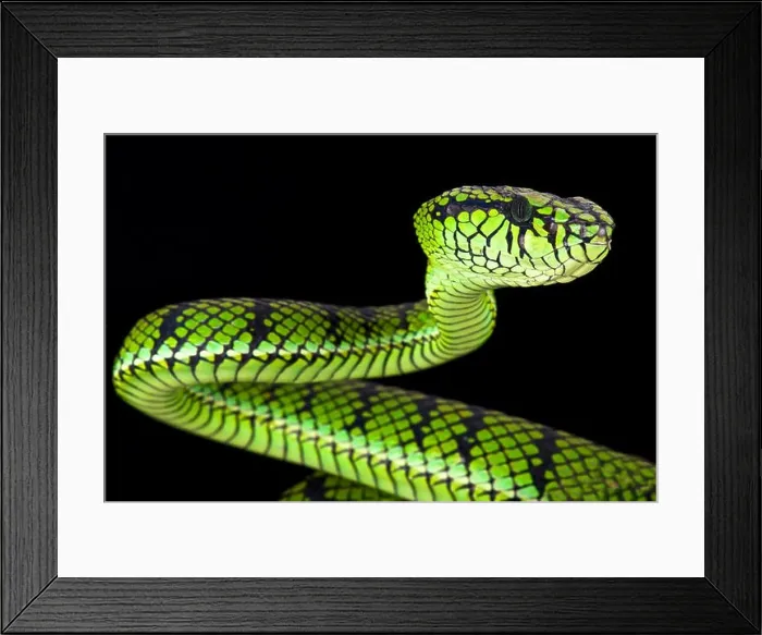 Framed Print : Sumatra pit viper (Parias sumatranus) Framed Print : Sumatra pit viper (Parias sumatranus)