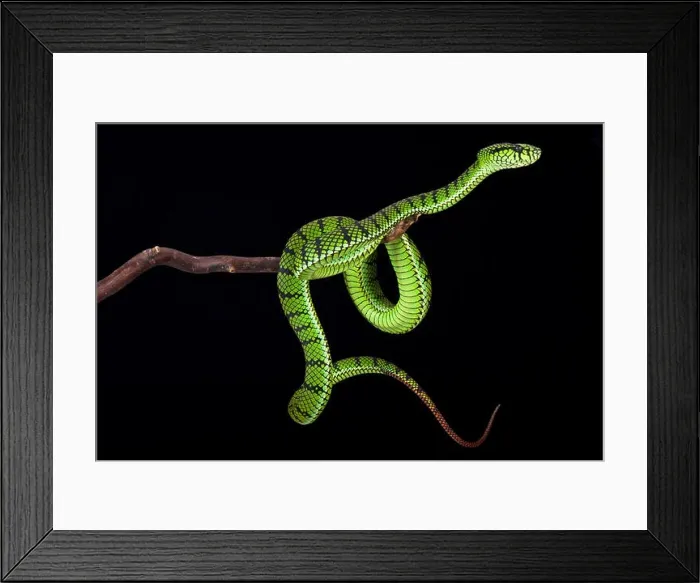 Framed Print : Sumatra pit viper (Parias sumatranus) Framed Print : Sumatra pit viper (Parias sumatranus)