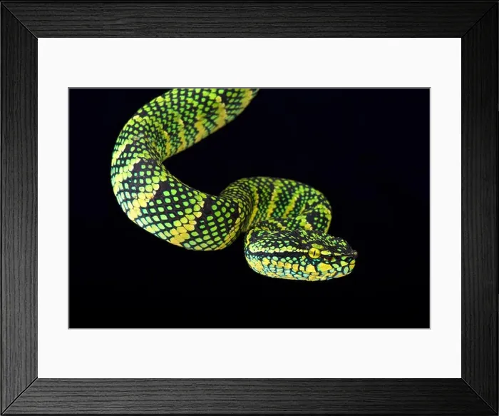 Framed Print : Wagler's tree viper (Tropidolaemus wagleri) Framed Print : Wagler's tree viper (Tropidolaemus wagleri)