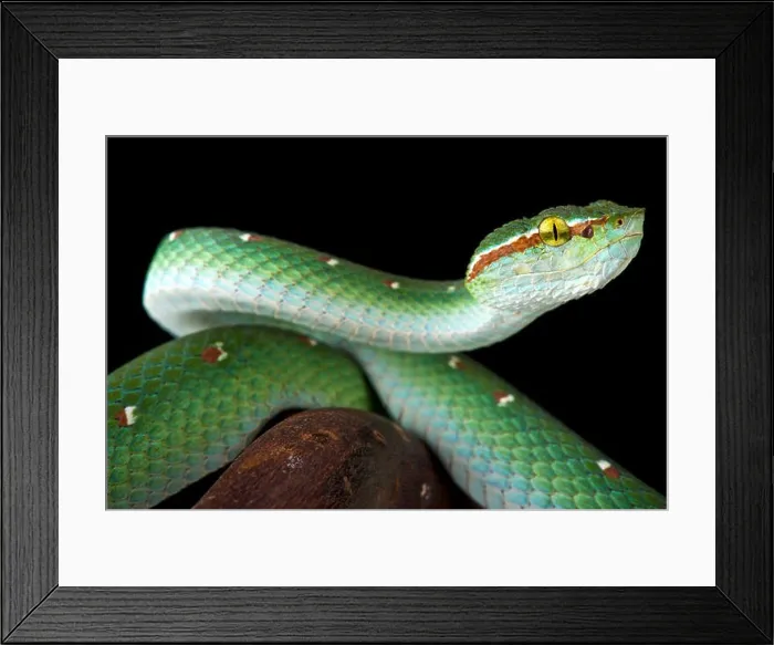 Framed Print : Wagler's tree viper (Tropidolaemus wagleri) male Framed Print : Wagler's tree viper (Tropidolaemus wagleri) male