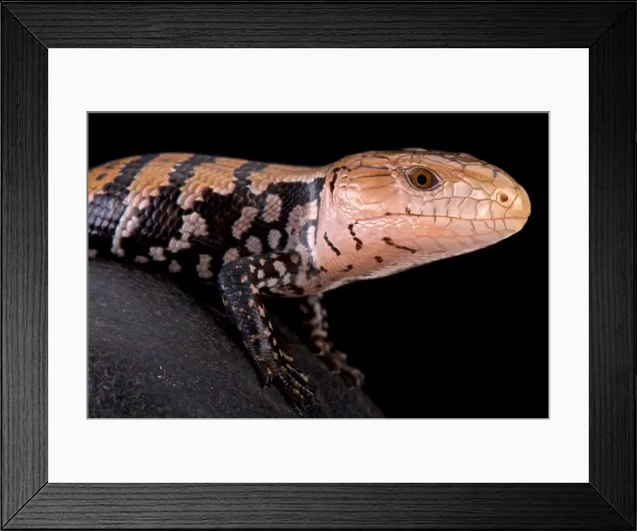 Framed Print : Kei island blue tongued skink (Tiliqua gigas keiensis) Framed Print : Kei island blue tongued skink (Tiliqua gigas keiensis)