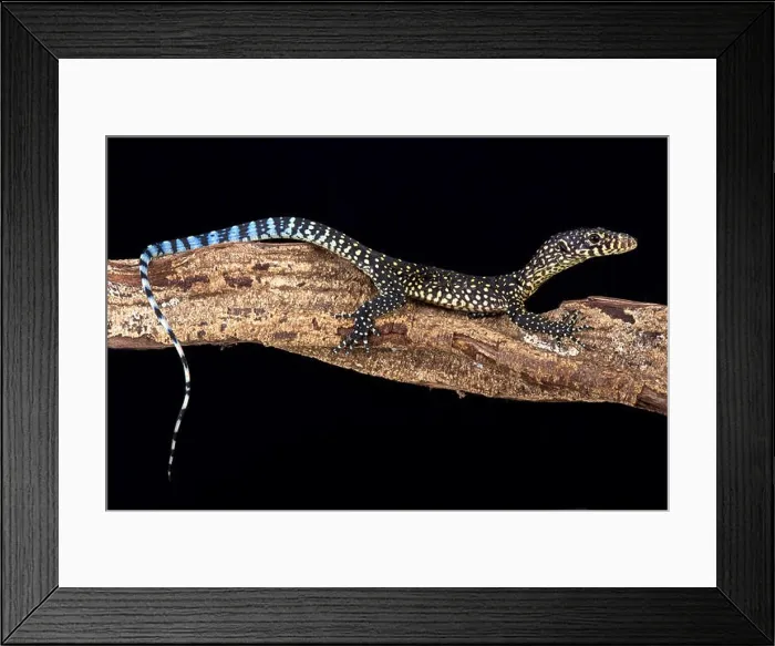 Framed Print : Blue-tailed monitor (Varanus doreanus) Framed Print : Blue-tailed monitor (Varanus doreanus)