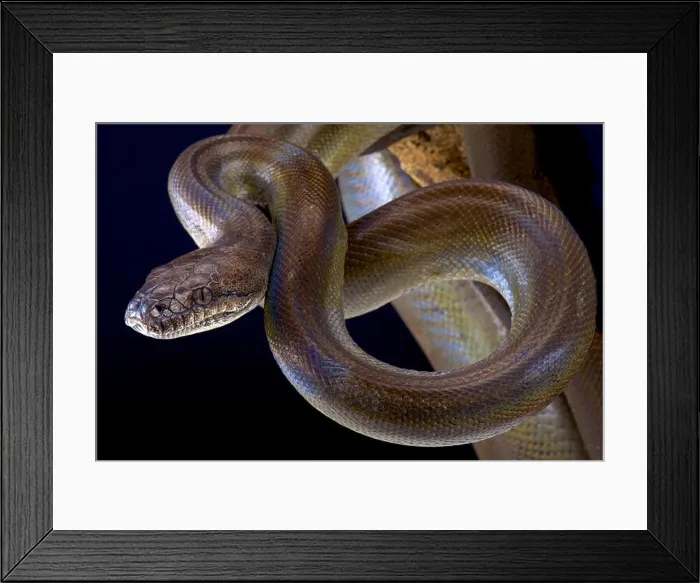 Framed Print : Papuan python (Apodora papuana) Framed Print : Papuan python (Apodora papuana)