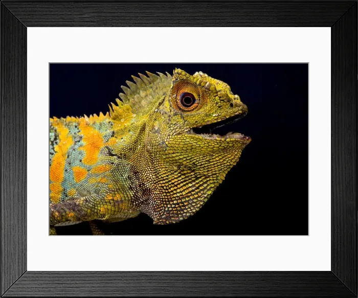Framed Print : Javan Humphead Lizard (Gonocephalus chamaeleontinus) Framed Print : Javan Humphead Lizard (Gonocephalus chamaeleontinus)