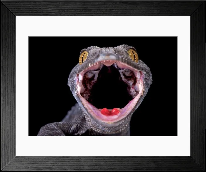 Framed Print : Tokeh (Gekko gecko) Framed Print : Tokeh (Gekko gecko)