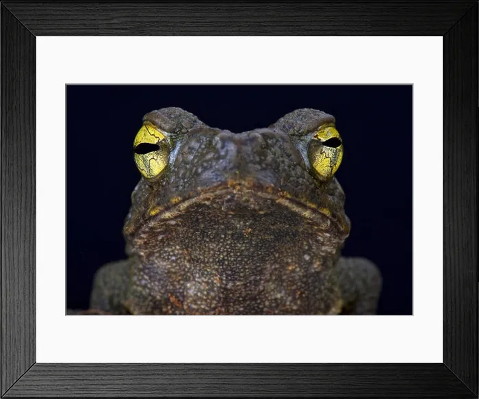 Framed Print : Giant river toad (Phrynoides aspera) Framed Print : Giant river toad (Phrynoides aspera)
