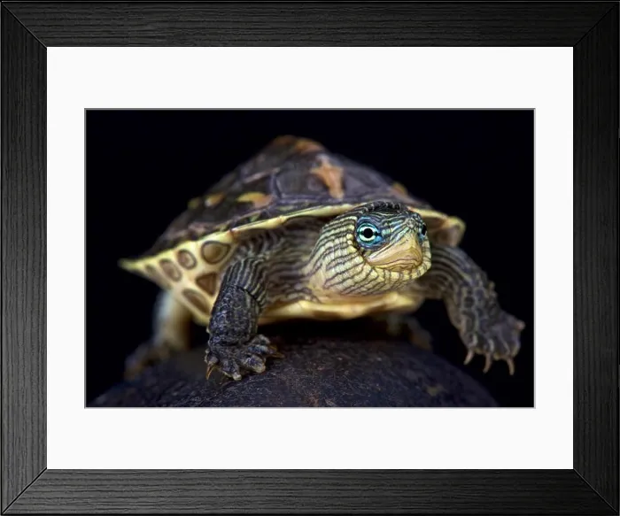 Framed Print : Chinese stripe-necked turtle (Mauremys sinensis) Framed Print : Chinese stripe-necked turtle (Mauremys sinensis)