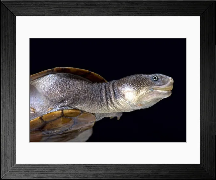 Framed Print : Reimann's snake-necked turtle (Chelodina reimanni) Framed Print : Reimann's snake-necked turtle (Chelodina reimanni)