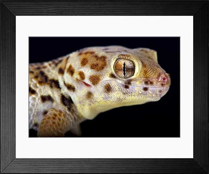 Framed Print : Wonder gecko (Teratoscincus scincus) Framed Print : Wonder gecko (Teratoscincus scincus)