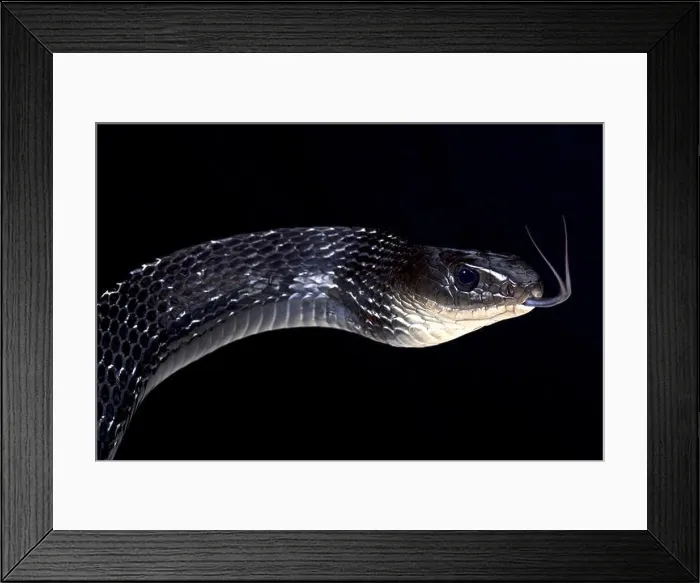 Framed Print : Keeled rat snake (Ptas carinatus) Framed Print : Keeled rat snake (Ptas carinatus)