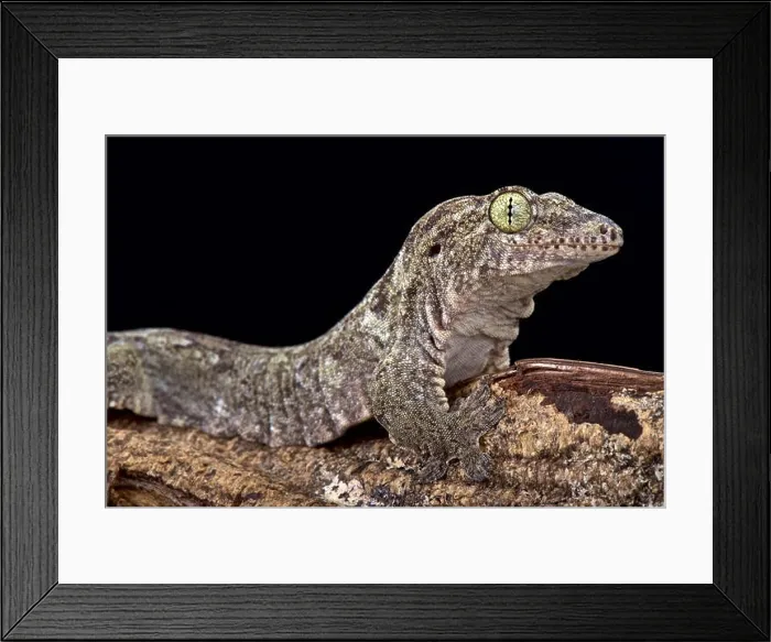 Framed Print : Oceanic Gecko (Gehyra oceanica) Framed Print : Oceanic Gecko (Gehyra oceanica)
