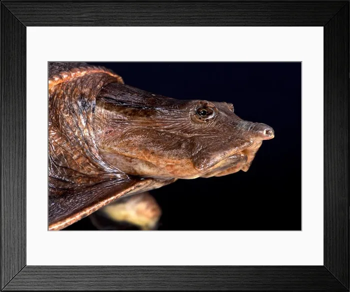 Framed Print : Aubry's flapshell turtle (Cycloderma aubryi) Framed Print : Aubry's flapshell turtle (Cycloderma aubryi)