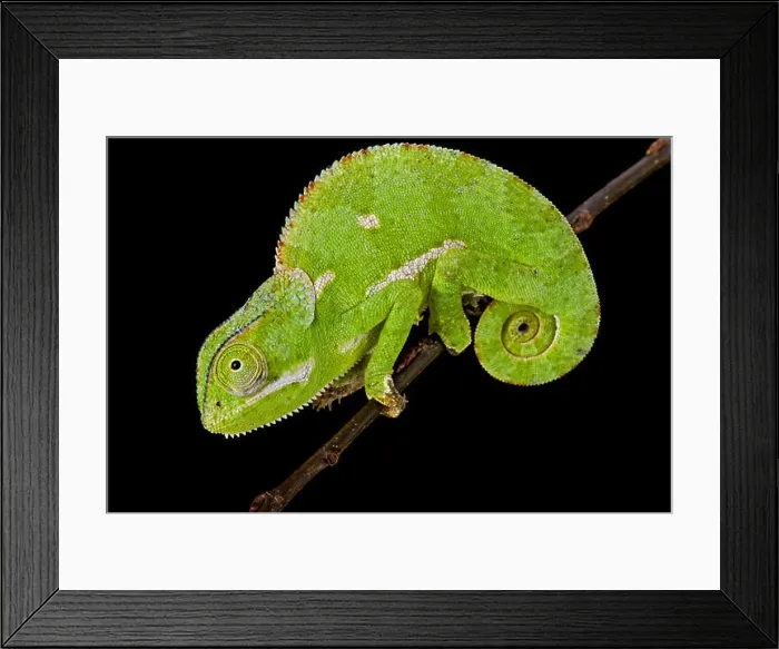 Framed Print : Flapnecked chamaeleon (Chamaeleo dilepis) Framed Print : Flapnecked chamaeleon (Chamaeleo dilepis)