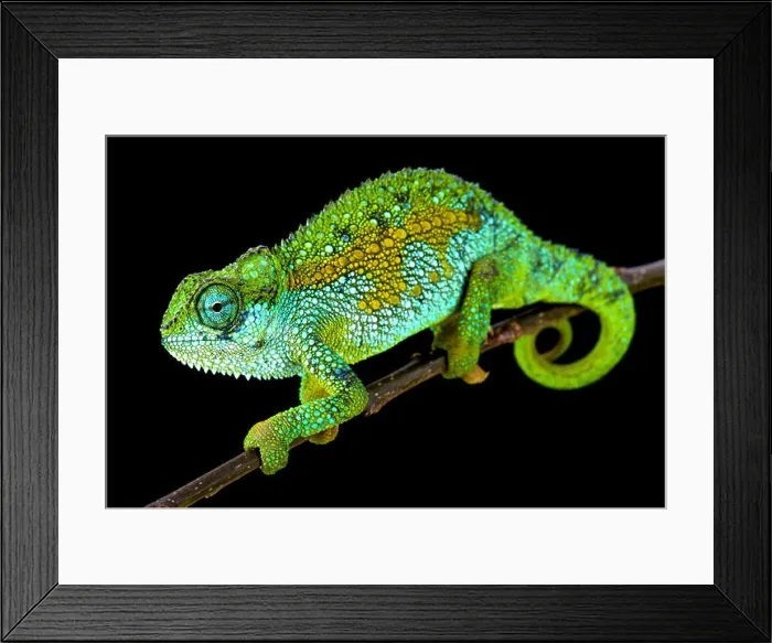 Framed Print : Tanzanian Montane Dwarf Chameleon (Trioceros sternfeldi) Framed Print : Tanzanian Montane Dwarf Chameleon (Trioceros sternfeldi)