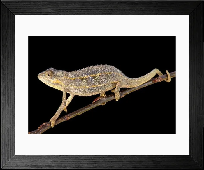 Framed Print : Two-lined chameleon (Trioceros bitaeniatus) Framed Print : Two-lined chameleon (Trioceros bitaeniatus)