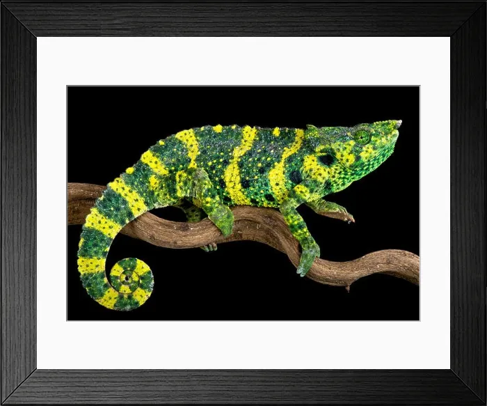 Framed Print : Meller's chameleon (Trioceros melleri) Framed Print : Meller's chameleon (Trioceros melleri)