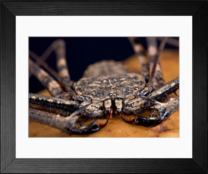 Framed Print : Whip scorpion (Damon variegata) Framed Print : Whip scorpion (Damon variegata)