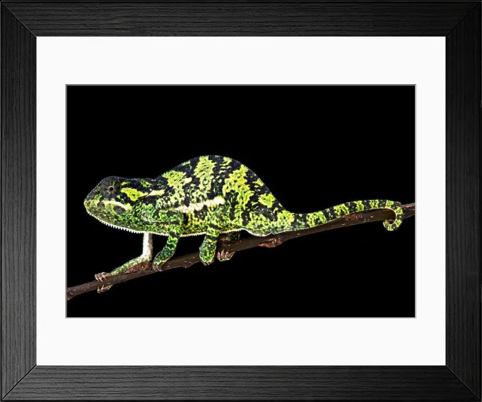 Framed Print : Flapnecked chamaeleon (Chamaeleo dilepis) Framed Print : Flapnecked chamaeleon (Chamaeleo dilepis)