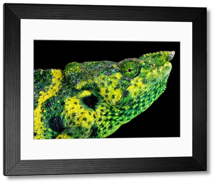 Framed Print : Meller's chameleon (Trioceros melleri) Framed Print : Meller's chameleon (Trioceros melleri)